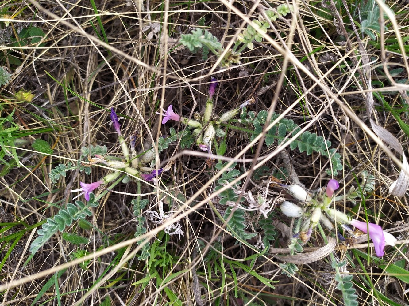 Изображение особи Astragalus testiculatus.