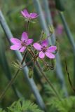 Erodium cicutarium