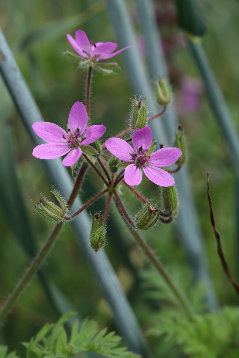 Image of Erodium cicutarium specimen.