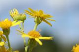 Senecio jacobaea. Веточка общего соцветия с цветущей и развивающимися корзинками. Беларусь, Витебская обл., окр. пос. Езерище, используемый под выпас(?) суходольный луг. 31.07.2023.