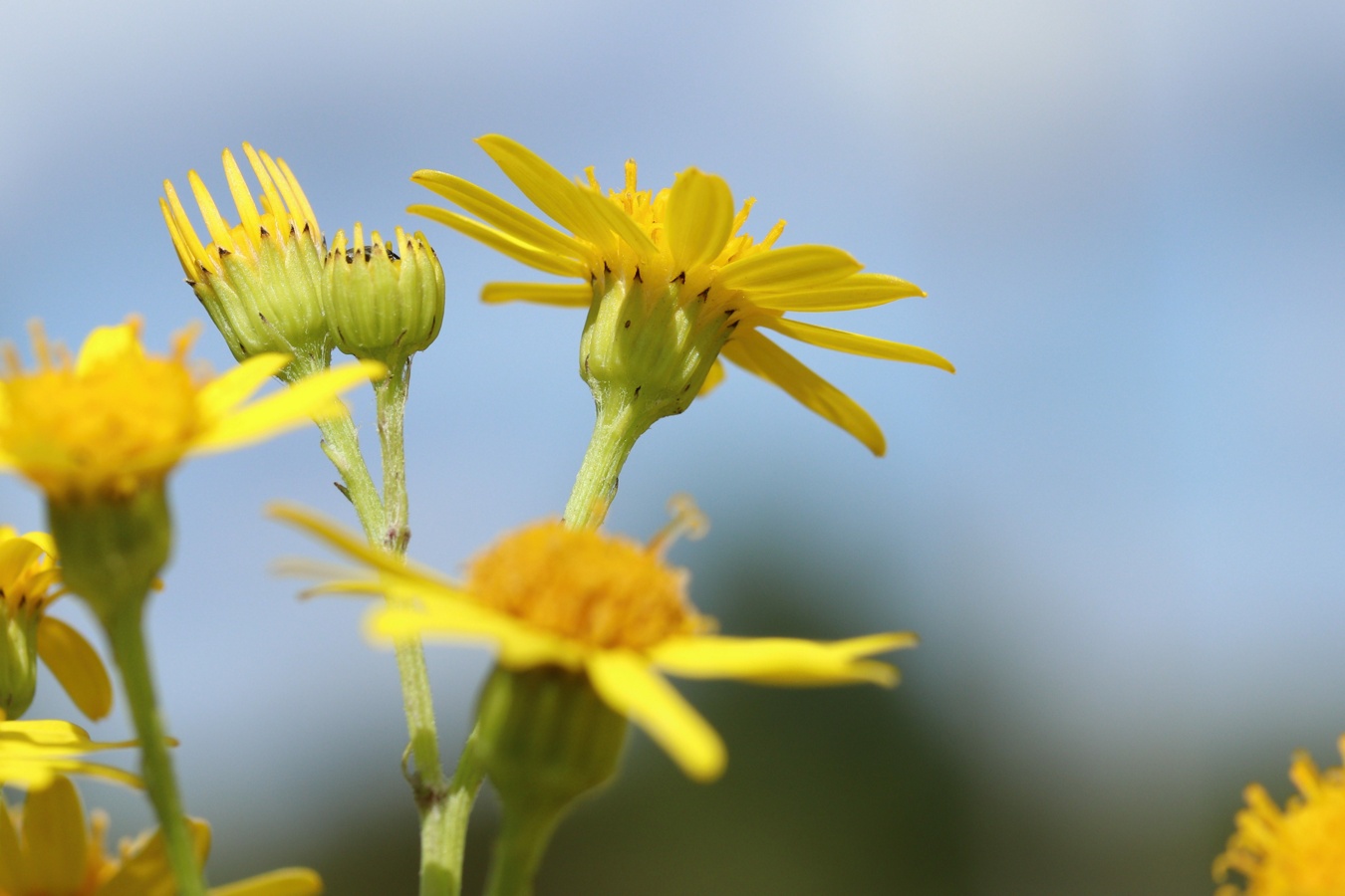 Изображение особи Senecio jacobaea.