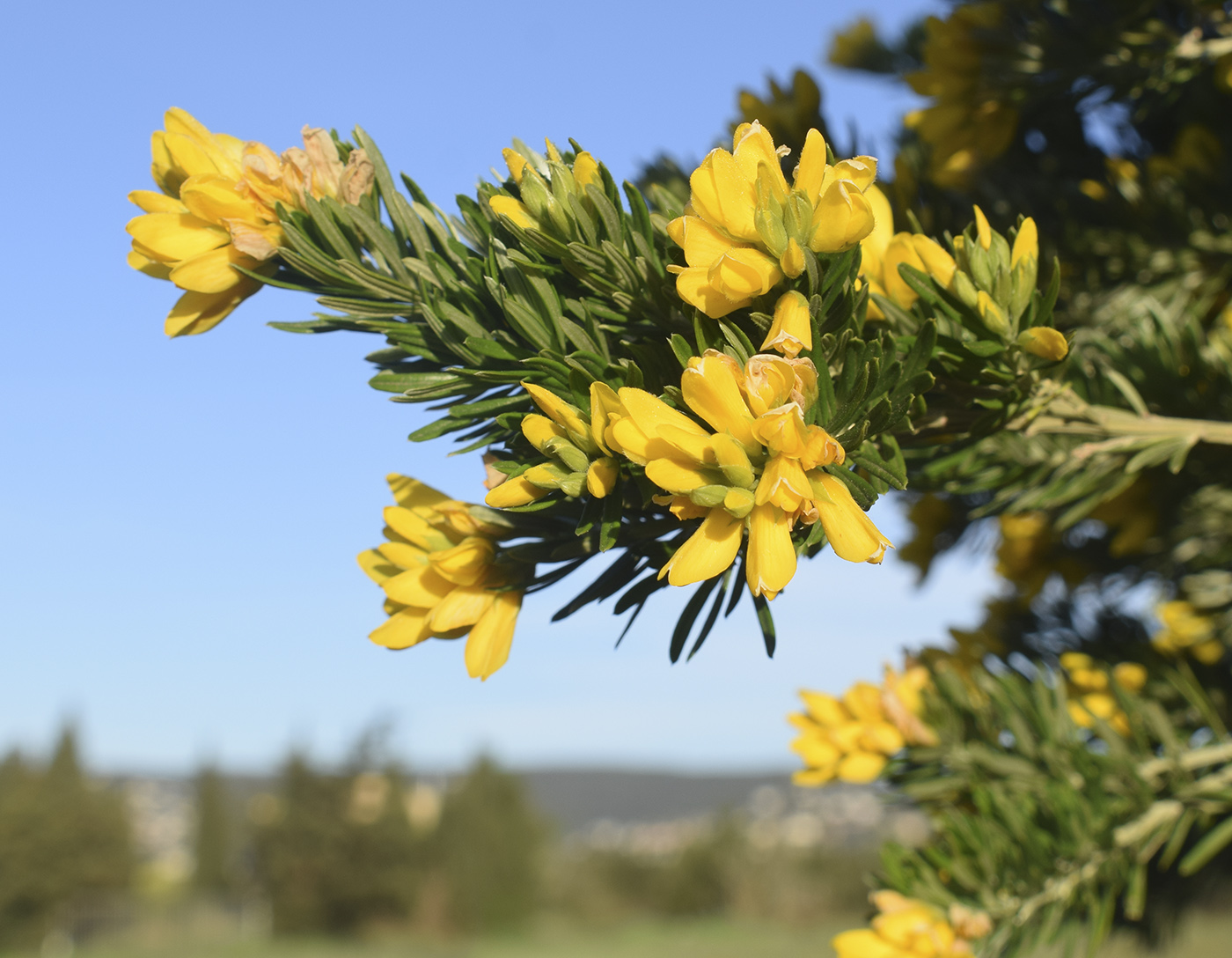 Image of Genista linifolia specimen.