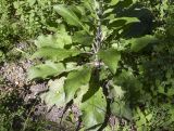 Verbascum boerhavii. Прикорневая часть растения. Испания, Каталония, пров. Жирона, комарка Баш Эмпорда, муниципалитет Санта-Кристина-де-Аро, окр. памятника Долмен ла-Кова-ден-Диана, дубовый (Quercus suber) лес, кучи растительного мусора от расчистки просеки. 21.04.2024.