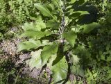 Verbascum boerhavii. Прикорневая часть растения. Испания, автономное сообщество Каталония, провинция Жирона, комарка Баш Эмпорда, муниципалитет Санта-Кристина-де-Аро, окр. памятника Долмен ла-Кова-ден-Диана, дубовый (Quercus suber) лес, кучи растительного мусора от расчистки просеки. 21.04.2024.