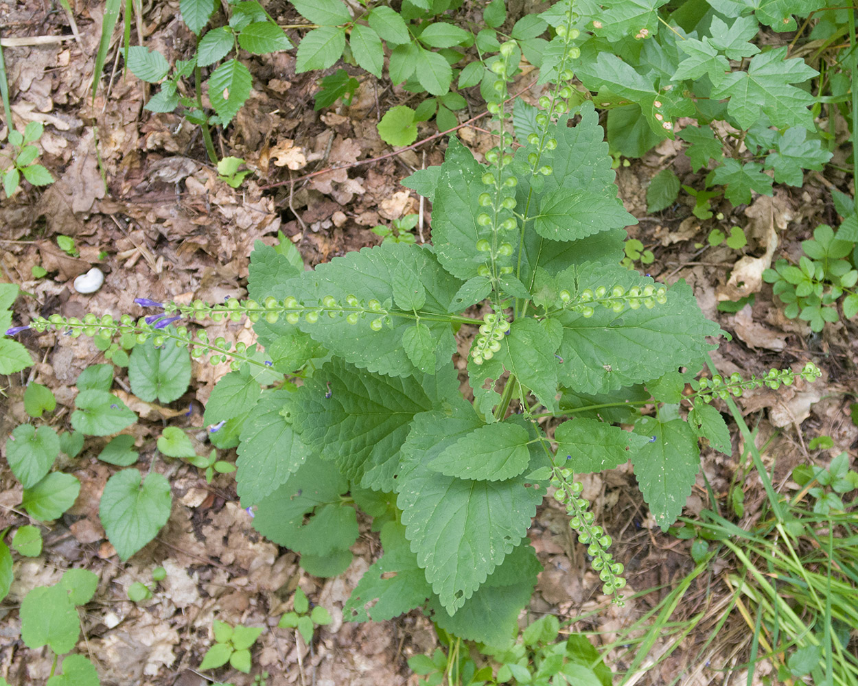 Image of Scutellaria altissima specimen.