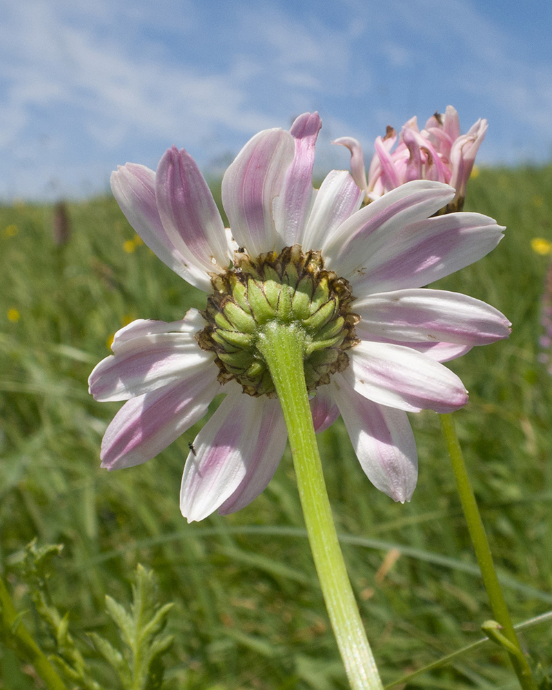 Изображение особи Pyrethrum coccineum.