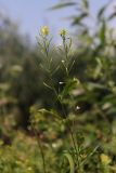 Rorippa sylvestris