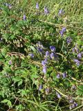 Aconitum sczukinii