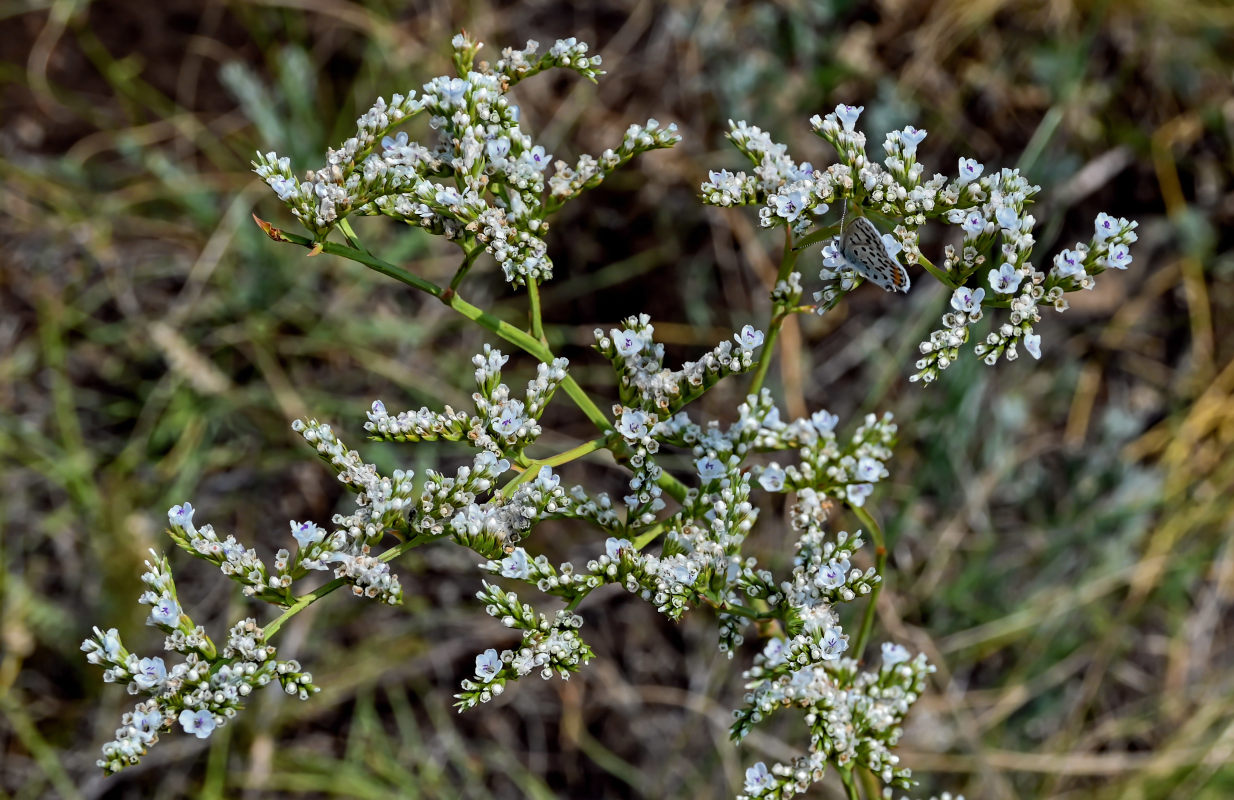 Image of Goniolimon elatum specimen.