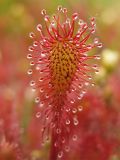 Drosera intermedia. Лист с клейкими желёзками. Нидерланды, провинция Drenthe, Brunsting, заказник Brunstinger plassen. 25 июля 2008 г.