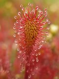 Drosera intermedia