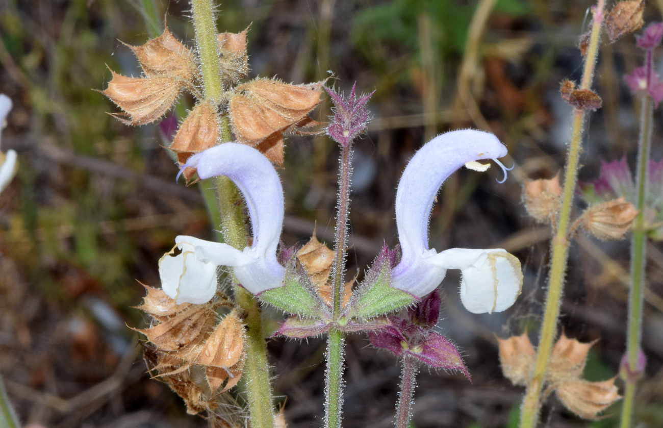 Image of Salvia sclarea specimen.