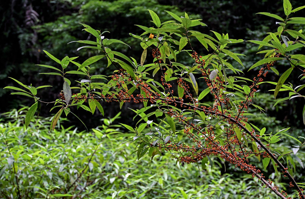 Изображение особи Debregeasia longifolia.