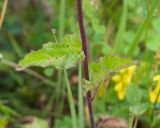 Campanula rapunculoides