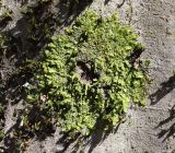 Radula complanata
