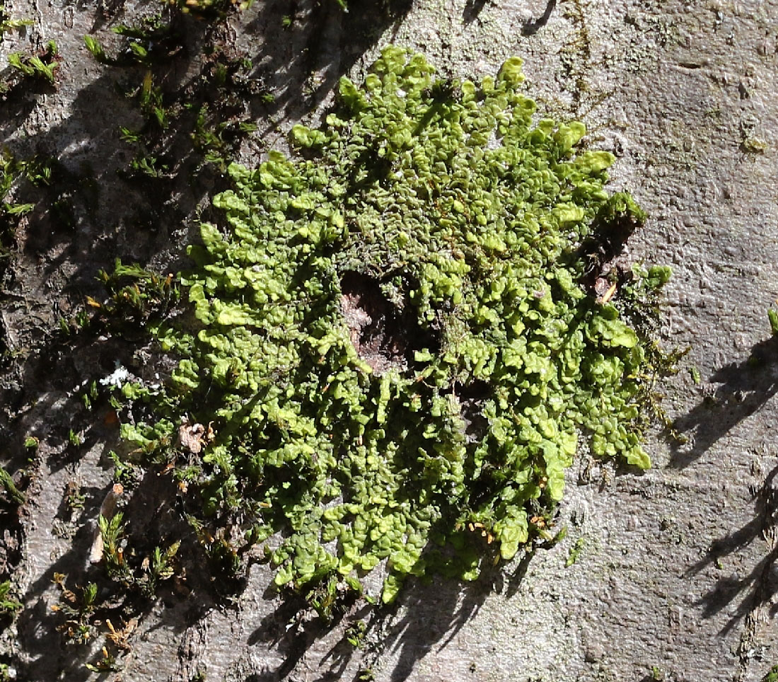 Image of Radula complanata specimen.