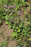 Origanum vulgare