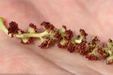 genus Populus