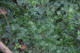 Смотреть изображение Conocephalum conicum
