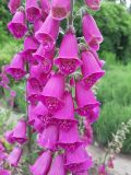 Digitalis purpurea