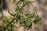 Centaurea iberica. Верхушка побега с развивающимся соцветием. Краснодарский край, Отрадненский р-н, окр. хут. Ильич, балка Сухая 2-я, каменистое русло ручья. 12.06.2025.