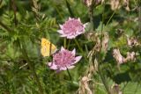 Astrantia maxima
