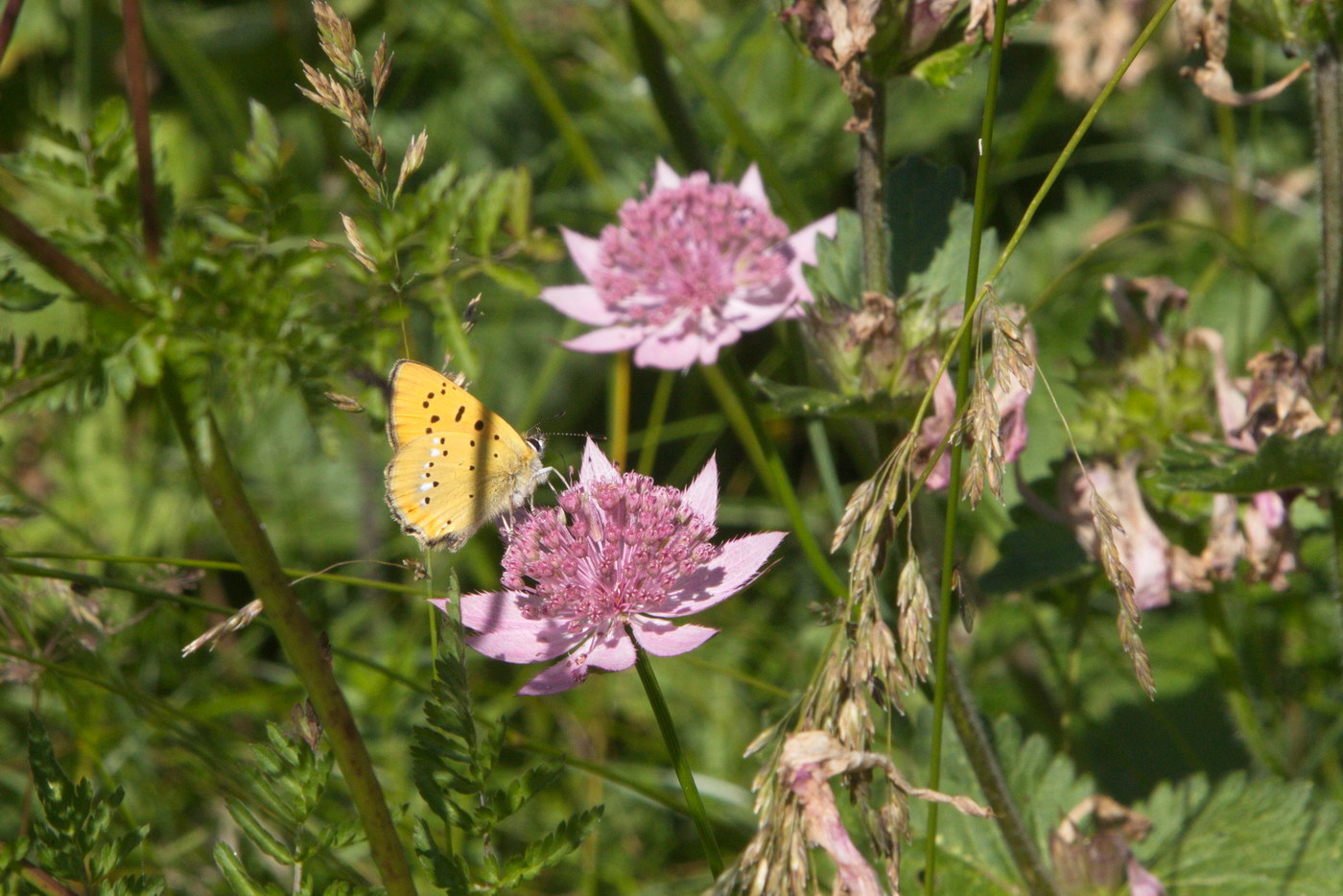 Image of Astrantia maxima specimen.