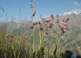 Silene graminifolia. Верхния части цветущих растений. Казахстан, Тянь-Шань, Заилийский Алатау, водораздельная гряда между дол.ми рек Музбель и Малая Алматинка, выс. ок. 3100 м н.у.м., травянистая растительность между скальными выступами гранитов. 17.07.2025.