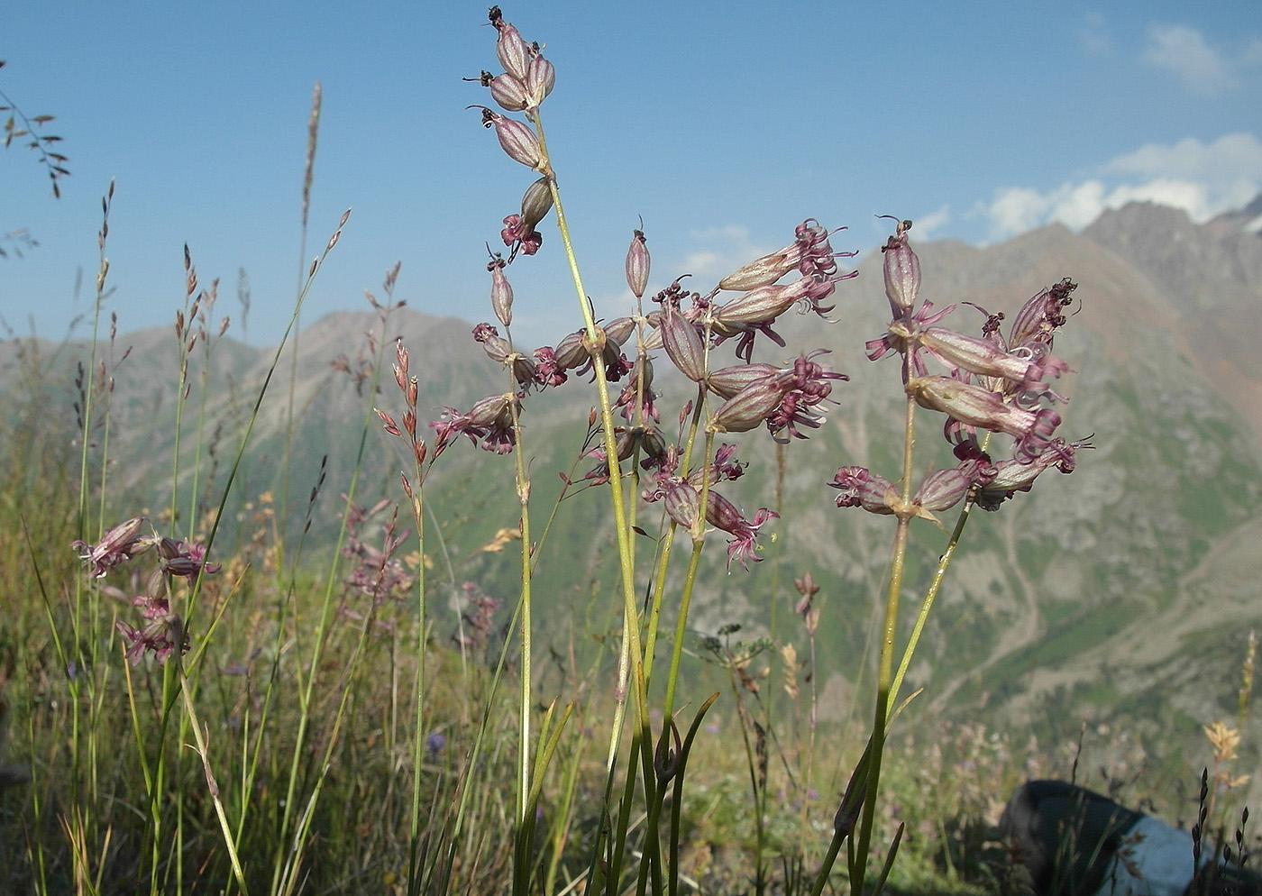 Изображение особи Silene graminifolia.