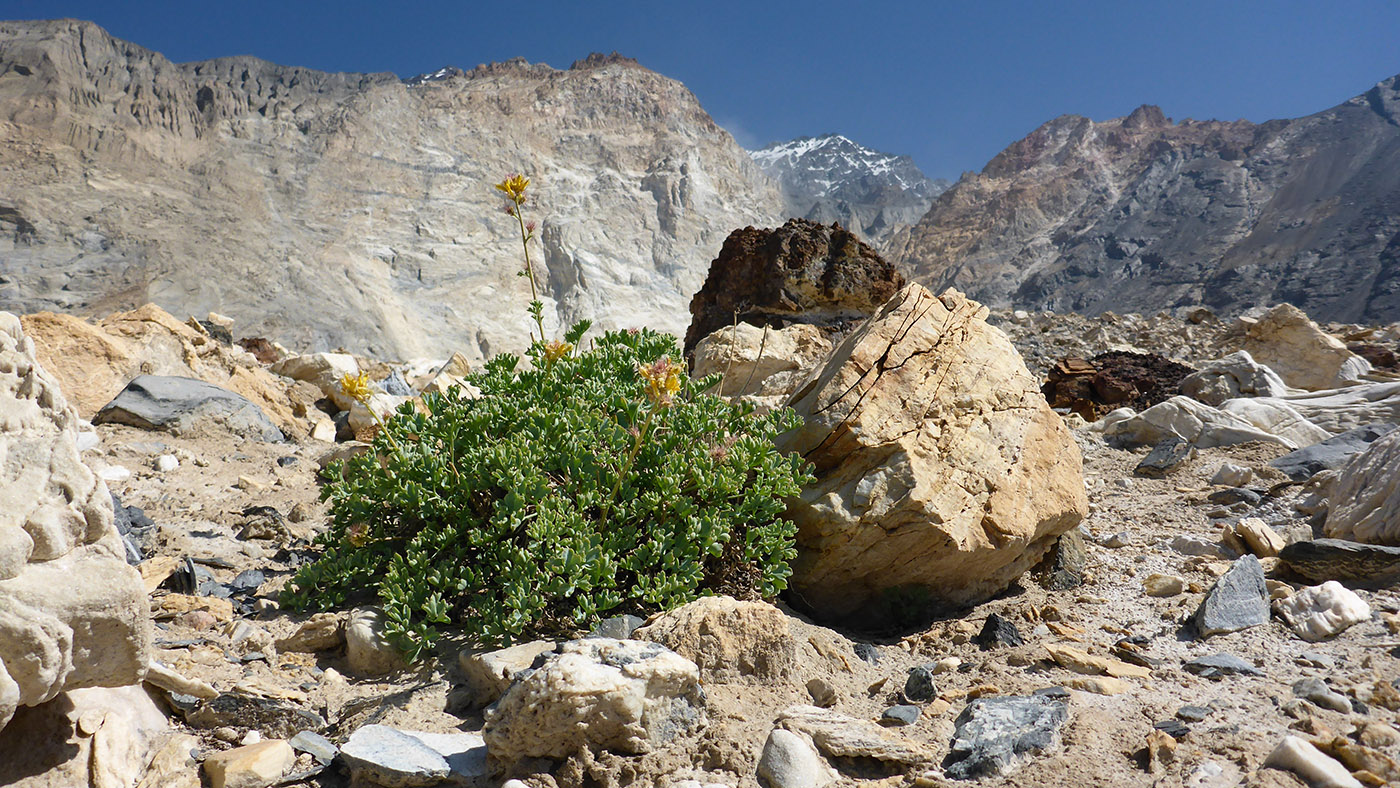 Image of Corydalis fimbrillifera specimen.