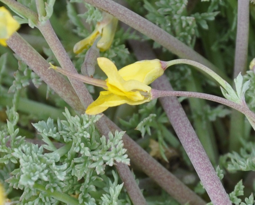 Image of genus Hypecoum specimen.