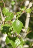 genus Betula. Верхушка веточки. Турция, ил Ван, р-н Битлис, кальдера Немрут, СВ берег оз. Немрут, опушка леса. 21 мая 2025 г.