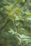 Filipendula ulmaria