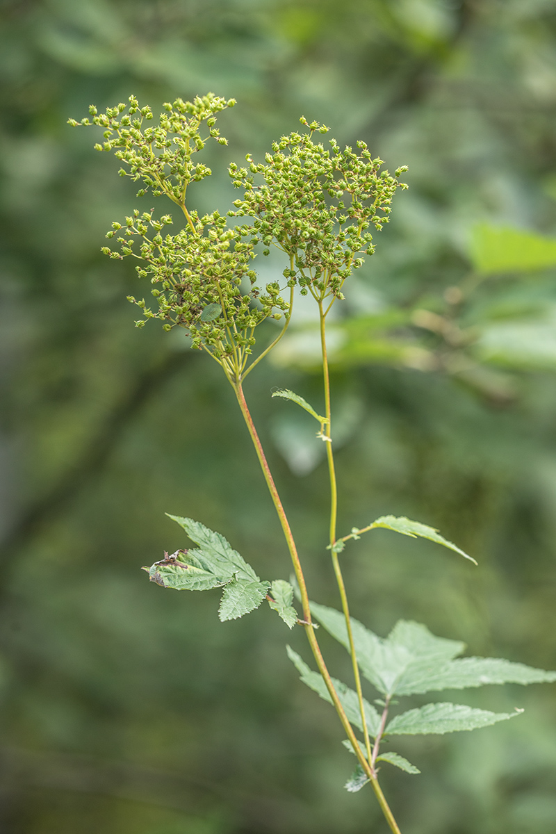 Image of Filipendula ulmaria specimen.