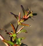 Ludwigia epilobioides. Верхушка побега с плодами. Приморский край, Уссурийский ГО, окр. ж.-д. пл. 9194 км, дол. р. Раздольная на левом берегу, пойма, илистые отложения. 22.09.2025.