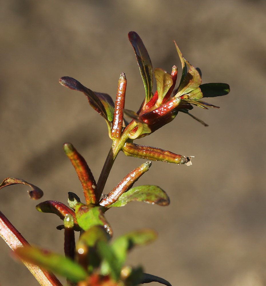 Изображение особи Ludwigia epilobioides.