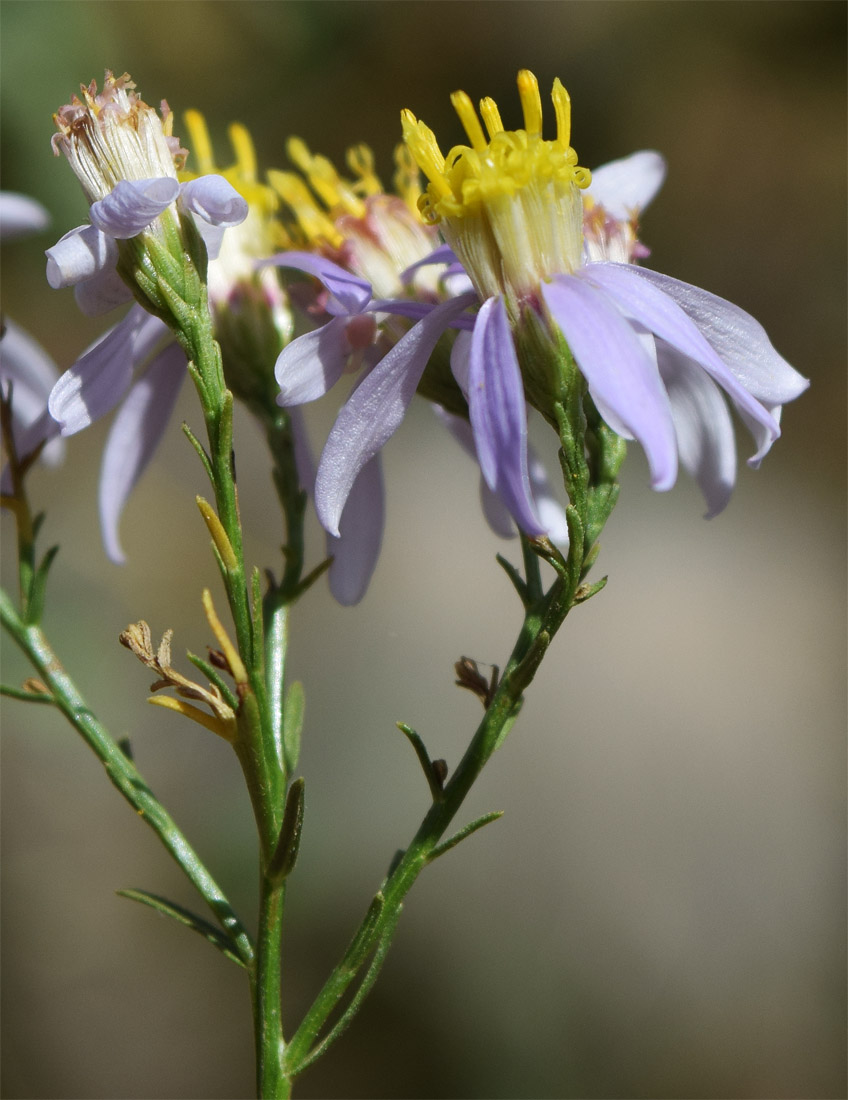 Изображение особи Galatella coriacea.