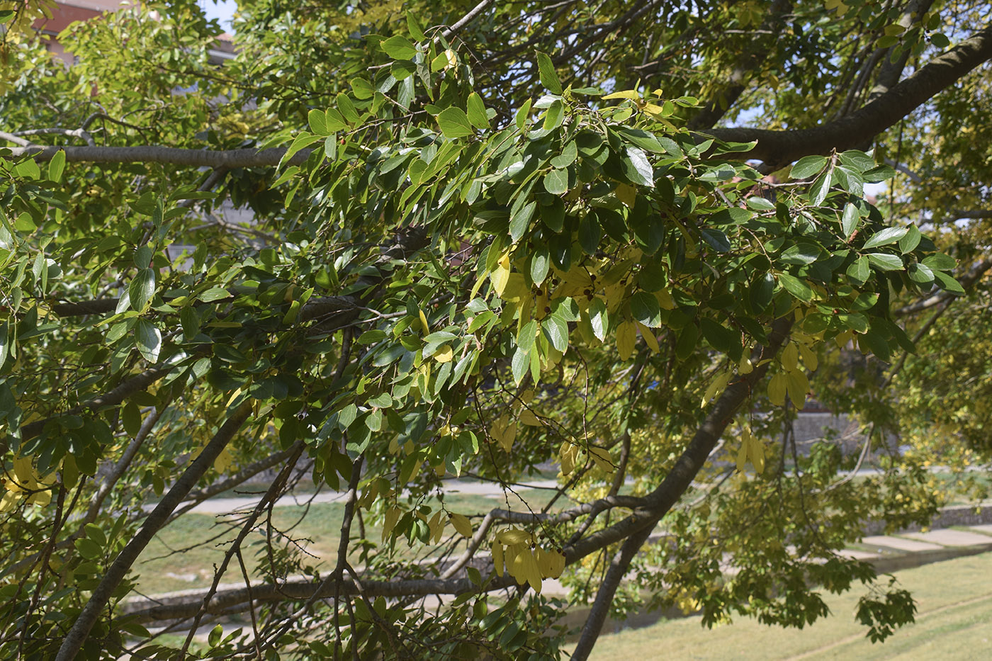 Изображение особи Celtis sinensis.