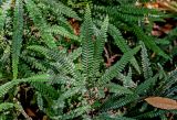 Adiantum hispidulum