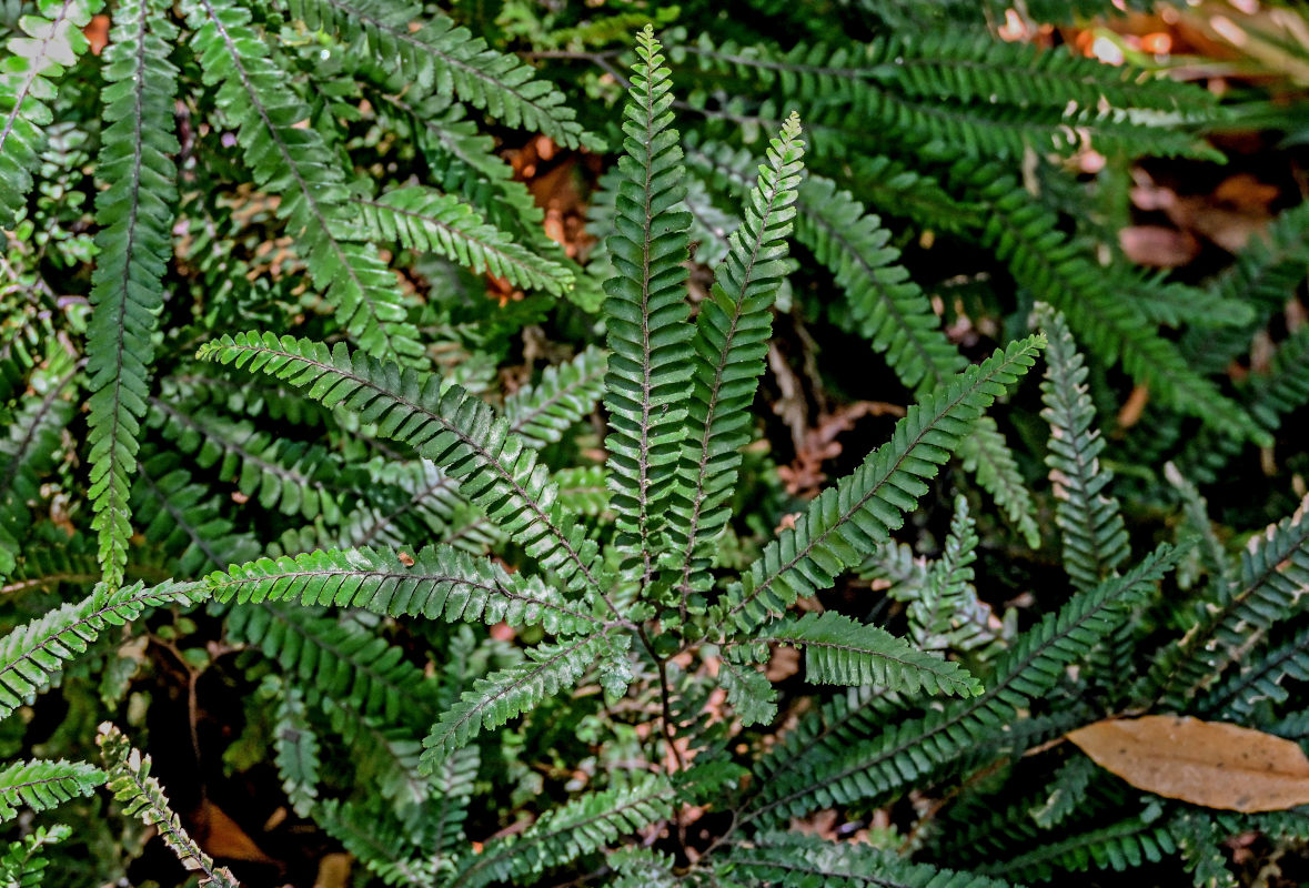 Изображение особи Adiantum hispidulum.