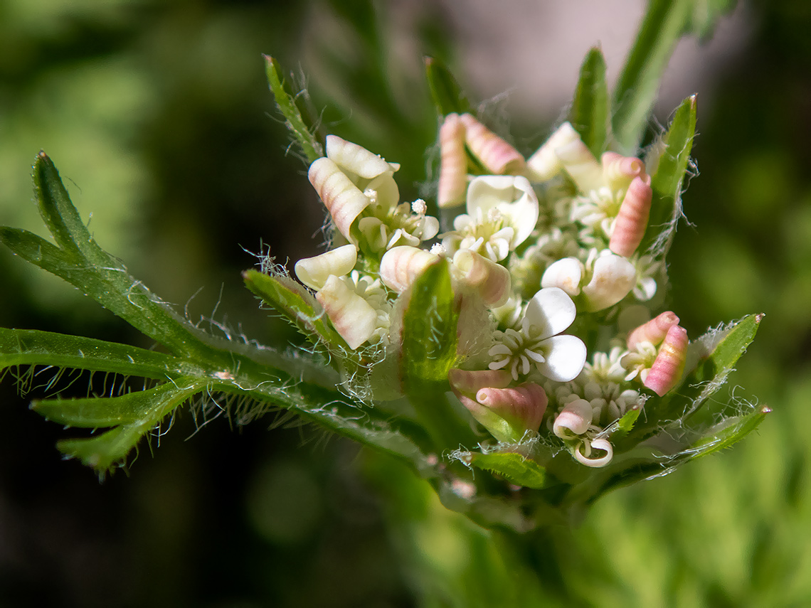 Изображение особи Orlaya daucoides.