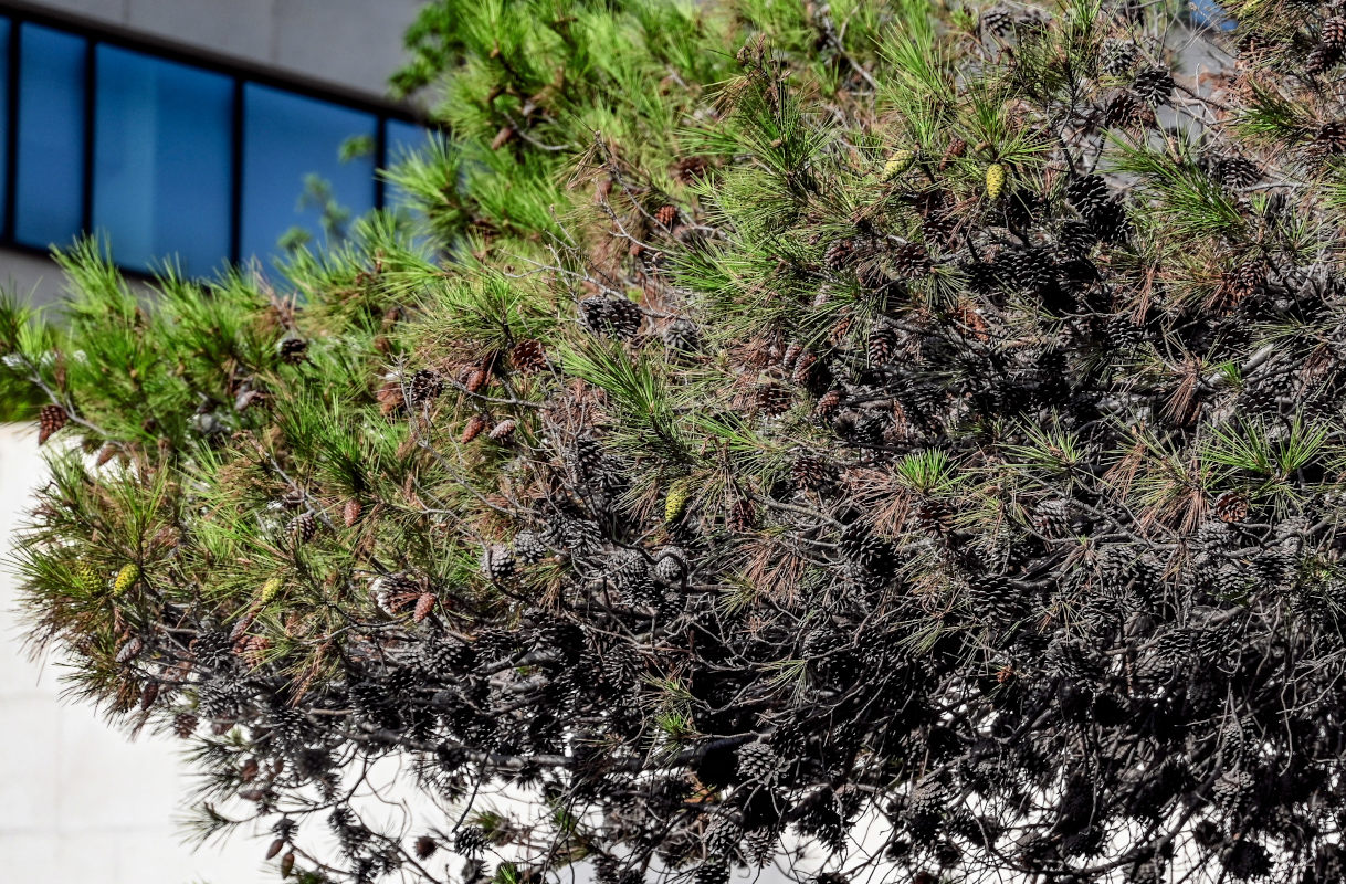 Изображение особи Pinus nigra.