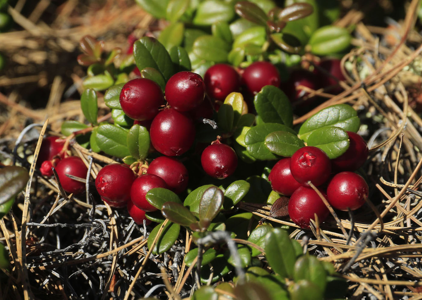 Image of Vaccinium vitis-idaea specimen.