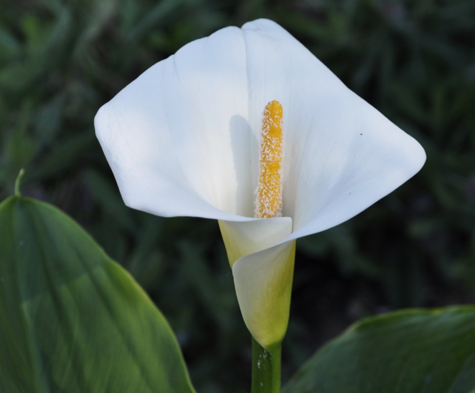 Image of Zantedeschia aethiopica specimen.