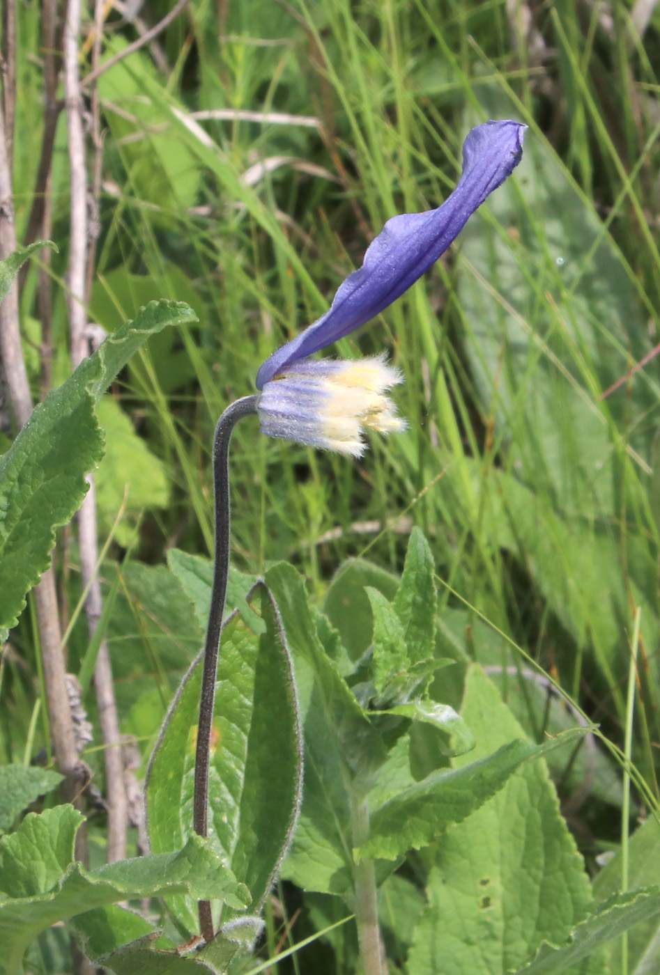 Изображение особи Clematis integrifolia.