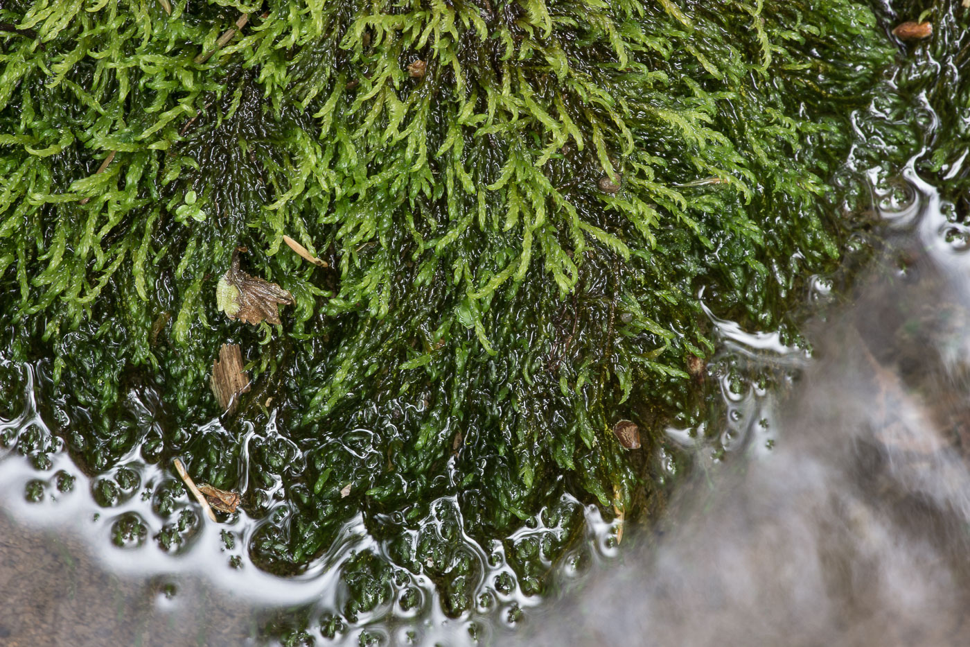 Image of Hygrohypnella ochracea specimen.