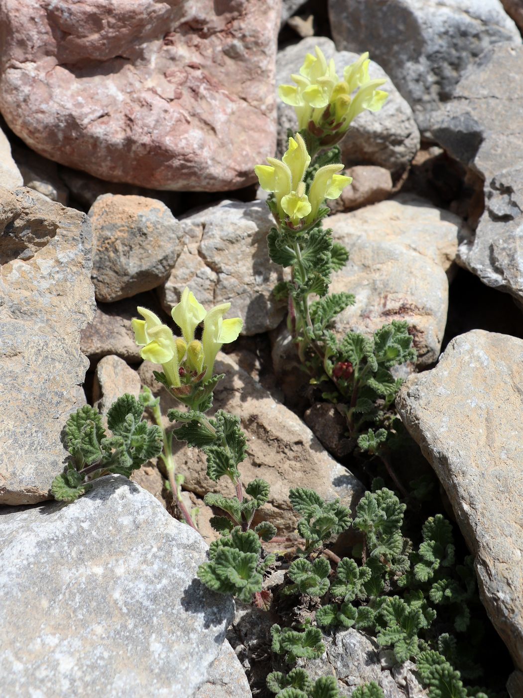 Image of Scutellaria linczewskii specimen.