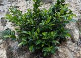 unknown species. Вегетирующее растение. Турция, Анталья, на старой крепостной стене. 27 декабря 2025 г.