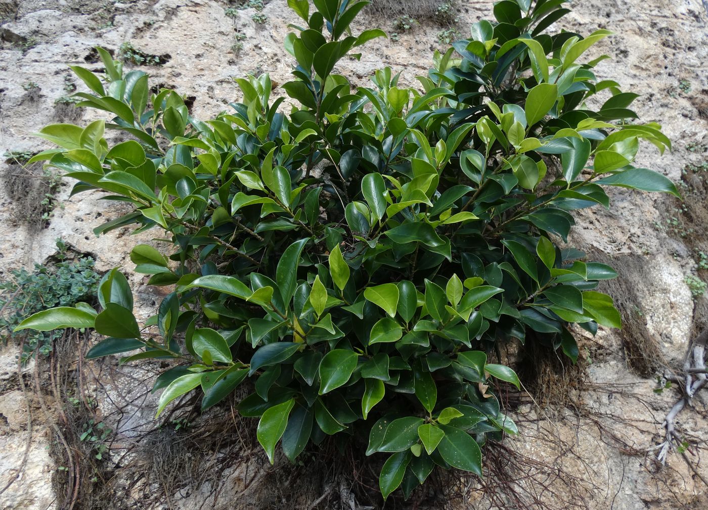 Image of Unknown species specimen.