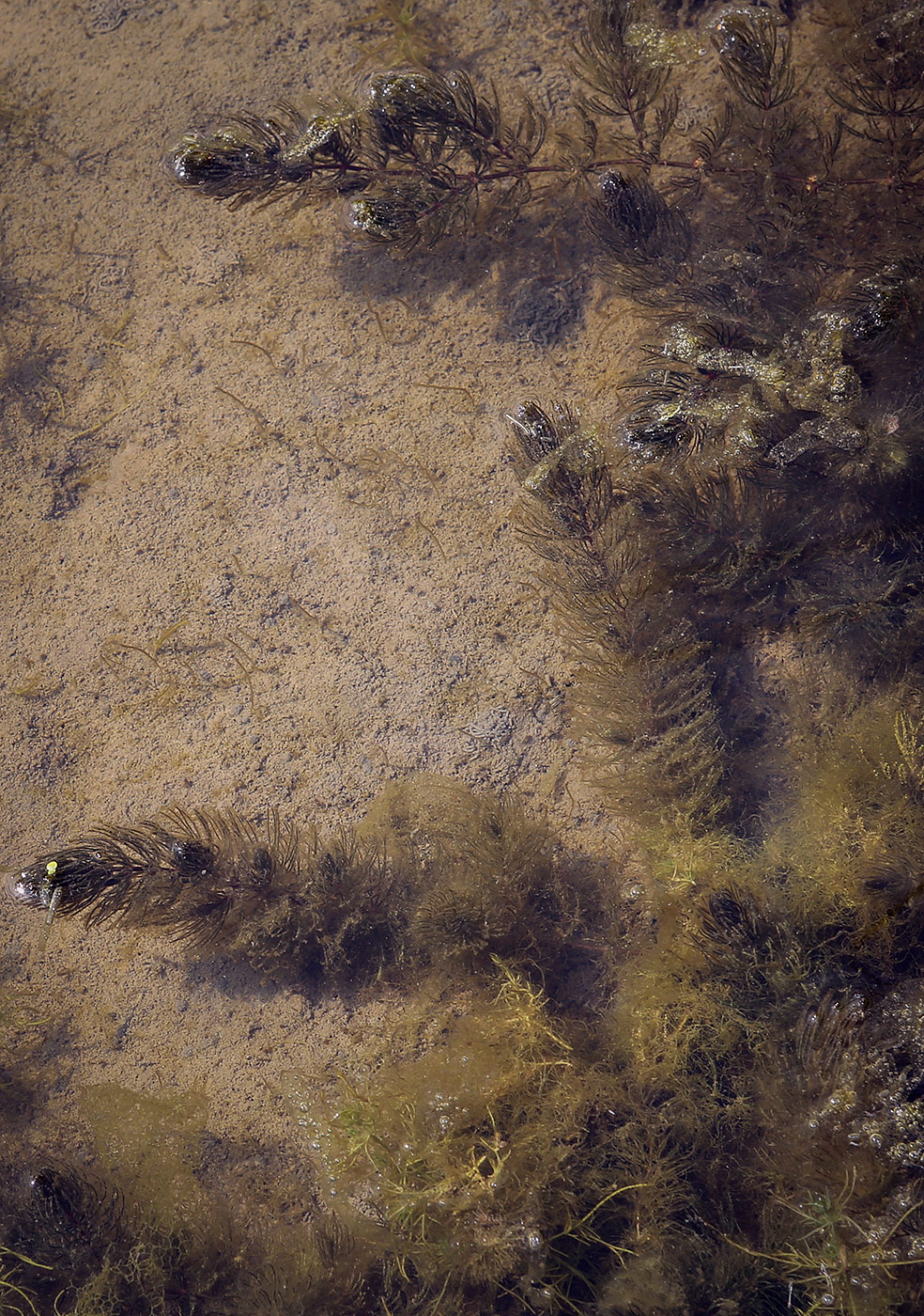 Изображение особи Ceratophyllum demersum.